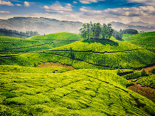 Image showing Green tea plantations in India