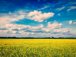 Image showing Spring summer background - canola field with blue sky