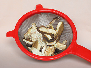 Image showing Porcini mushroom in colander