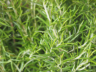 Image showing Green Rosemary plant