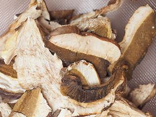 Image showing Porcini mushroom detail