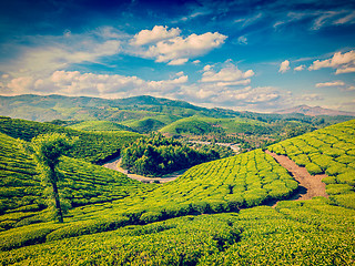 Image showing Green tea plantations in India