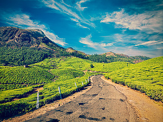 Image showing Road in tea plantations, India