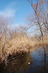 Image showing bushy lake