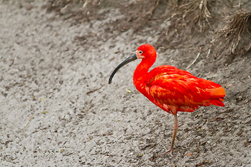 Image showing scarlet ibis or Eudocimus ruber