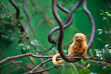 Image showing golden lion tamarin