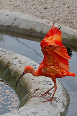 Image showing scarlet ibis or Eudocimus ruber