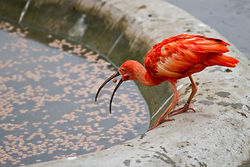 Image showing scarlet ibis or Eudocimus ruber