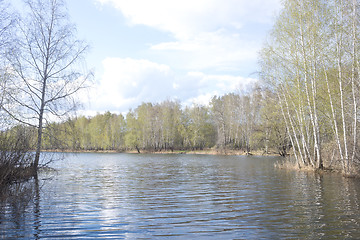 Image showing spring birch forest