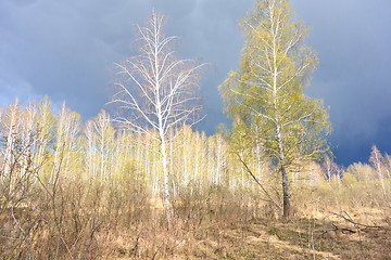 Image showing spring birch forest