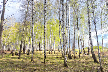 Image showing spring birch forest