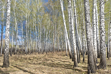 Image showing spring birch forest