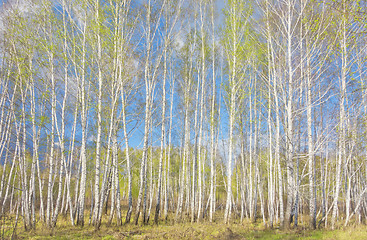 Image showing spring birch forest