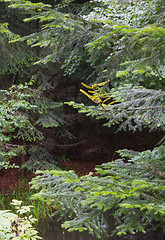 Image showing Fir (Picea alba) branches in summer