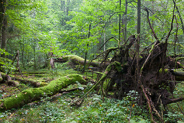 Image showing Old oak lying with root visible