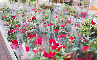 Image showing close up of rose flowers in gardening shop