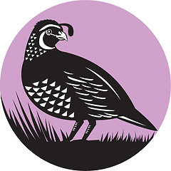 Image showing California Valley Quail Bird Circle Retro