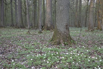 Image showing Flowering buttercap around hornbeam