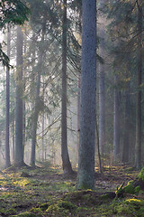 Image showing Coniferous stand of Bialowieza Forest in morning