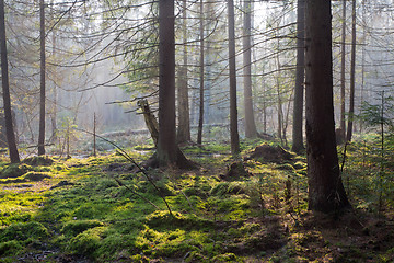 Image showing Sunbeam entering rich swampy coniferous forest