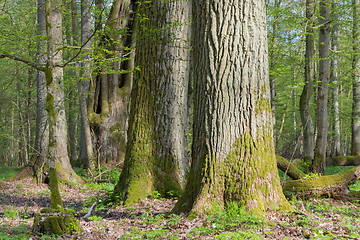 Image showing Monumental oak trees of Bialowieza Forest