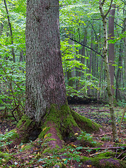 Image showing Old Norwegian Spruce(Picea abies) in summer