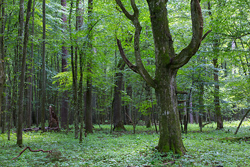 Image showing Old monumental Hornbeam Tree(Carpinus betulus)