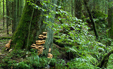 Image showing Sulphur Shelf fungi