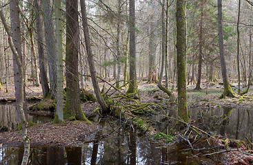 Image showing Springtime wet mixed forest with standing water