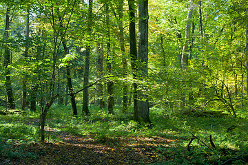 Image showing Natura deciduous stand of Bialowieza Forest in fall