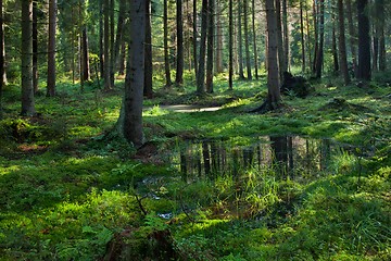 Image showing Open standing water inside coniferous stand