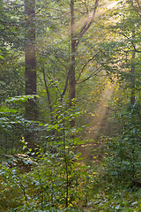 Image showing Trees in a soft early morning light