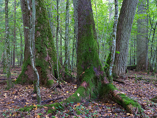 Image showing Old oaks moss wrapped in fall