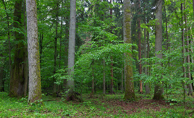 Image showing Old hornbeam and oak trees moss wrapped in spring forest