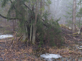 Image showing Springtime morning in wetland forest