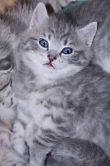 Image showing little kitty of Scottish Straight breed