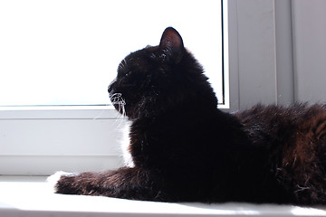 Image showing Cat lays at the window