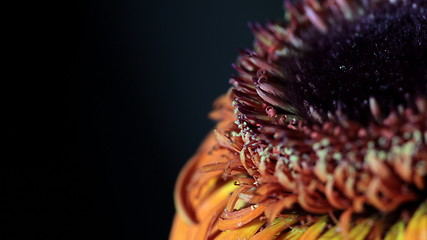 Image showing  gerbera floral abstract background