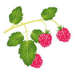 Image showing Branch of the ripe raspberry