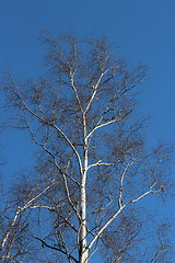 Image showing  birch tree without leaves spring