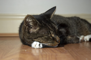 Image showing Sleeping cat