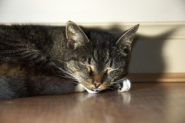 Image showing Sleeping cat