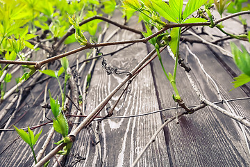 Image showing Branches of wild grapes on a wooden background