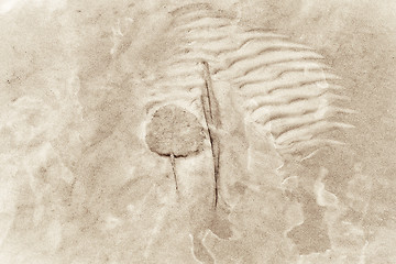 Image showing Leaves on a sandy bottom of the lake