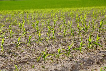 Image showing Agricultural field with plants