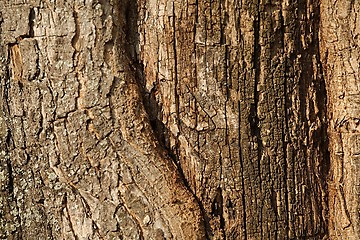 Image showing Tree Trunk Closeup