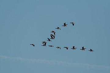 Image showing Geese Flying
