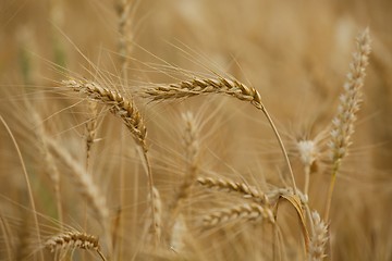 Image showing Wheat field detail