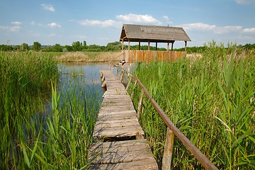 Image showing Swamp walking path