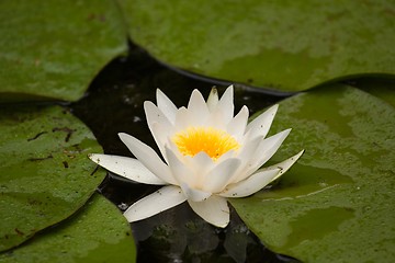 Image showing White Water Lily